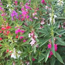 �P�ɻ��N�ӷN�ѻ�ɫָ�׻����^�G������ͥԺ���N�����ļ����N�ͺ�