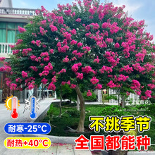 紫薇花树苗盆栽百日红老桩大苗室外庭院花天鹅绒植物别墅绿化四季