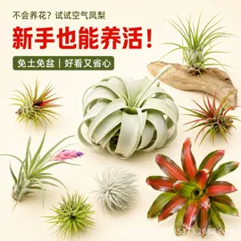 盆栽;园林果树;乔木