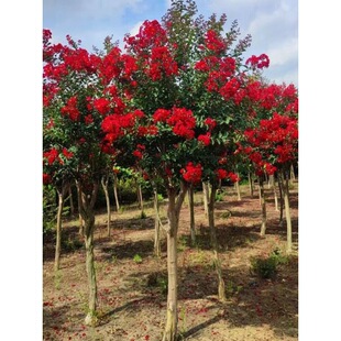 ��ޱ�������Ե��Ի�t�����e��ͥԺ�G��ֲ�ﻨ���ļ��_����ޱ��