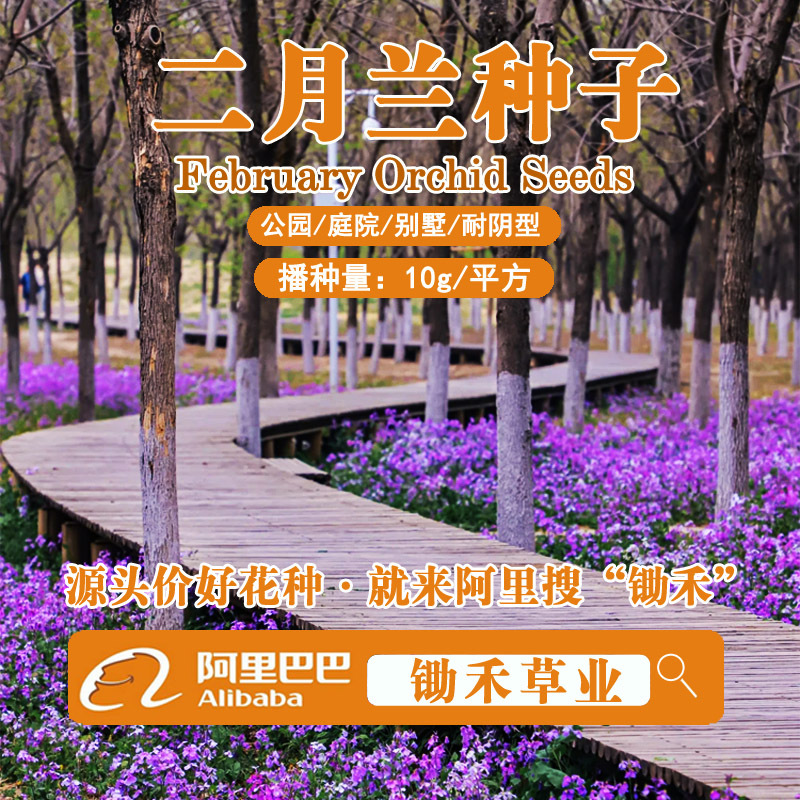 二月兰花种子四季种易活二月兰花籽多年生宿根诸葛菜种子耐阴耐寒