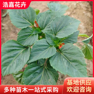 һ���t�r������  ���c��[�r��ݻ����̹��@��· �u�ڻ�