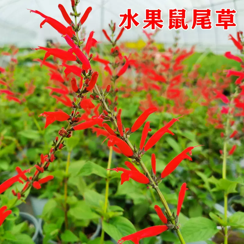 食用凤梨水果鼠尾草盆栽苗一串红花型 西餐调料 香草料理带土