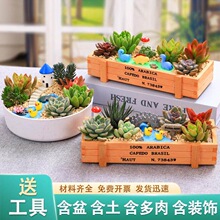 多肉微景观DIY组合盆栽多肉植物套餐材料包含盆土绿植公司社团用