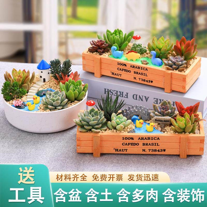 多肉微景观DIY组合盆栽多肉植物套餐材料包含盆土绿植公司社团用