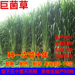�޾��ݲ��Ѹ߮a���ݷN�Ӹߵ����ݷN���Bֳ�u�Zţ����~�ݷN���ļ�