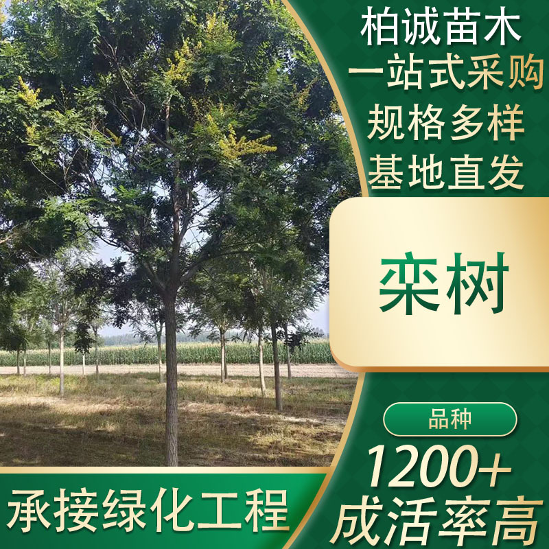 黄山栾树苗庭院风景树北京栾树大树苗南方北方种植园林绿化树苗