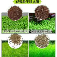 ���羳��؛��ˮ�ݷN�� ���㌦�~ ǰ���� ���~����N�� �~��ˮ����