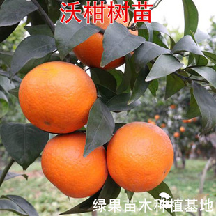 �ָ̘���o���ָ�����������޽��������ָ�����ٽ��Ә���