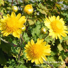 ҰջNӾջNѶļ_ͥԺ@e쾰