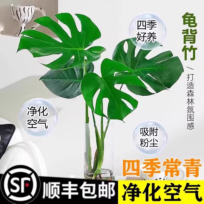 plantas de hidroponía de bambú de tortuga en el interior en cuatro estaciones buenas plantas verdes pequeñas en sala de estar hojas grandes plantas de maceta de pila vieja eliminación de formaldehído