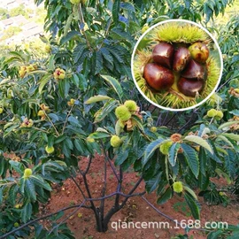 盆栽;种子;园林果树