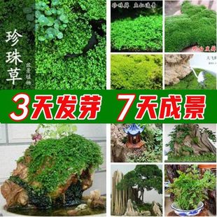 Rockery Grass Seeds Absorb Water and Bonsai Plants on Stone Micro-Landscape Dwarf Pearl Grass Can Grow All Year Round Without Dying
