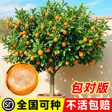 ���ڽ�ۘ������Կ�ʳ���ϱ��������Nֲ����ͥԺ�ͺ������Ә���