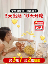 蘑菇种植包新鲜菌种菌菇黑平菇种植菌包食用菌菇棒家庭自种小盆栽