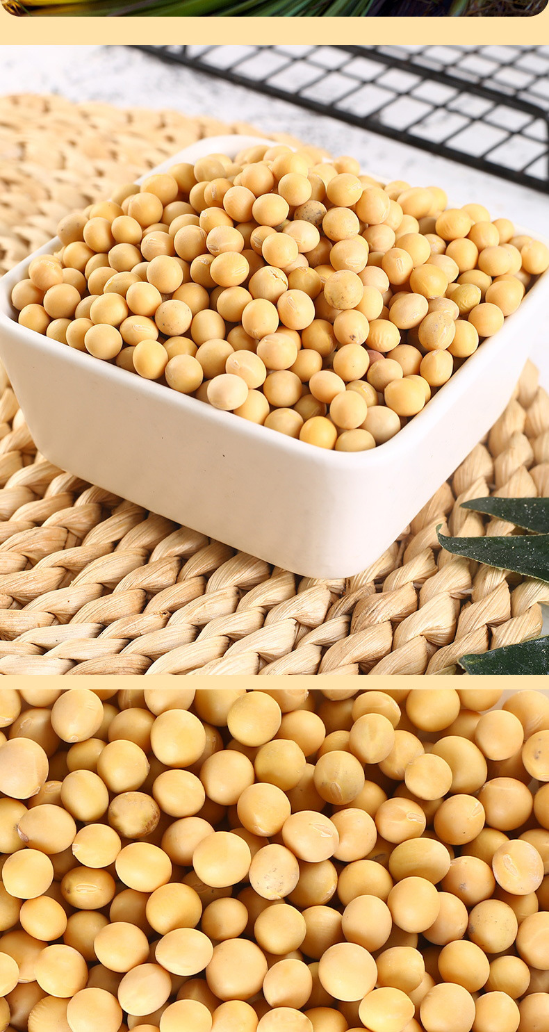 黄豆_07.jpg