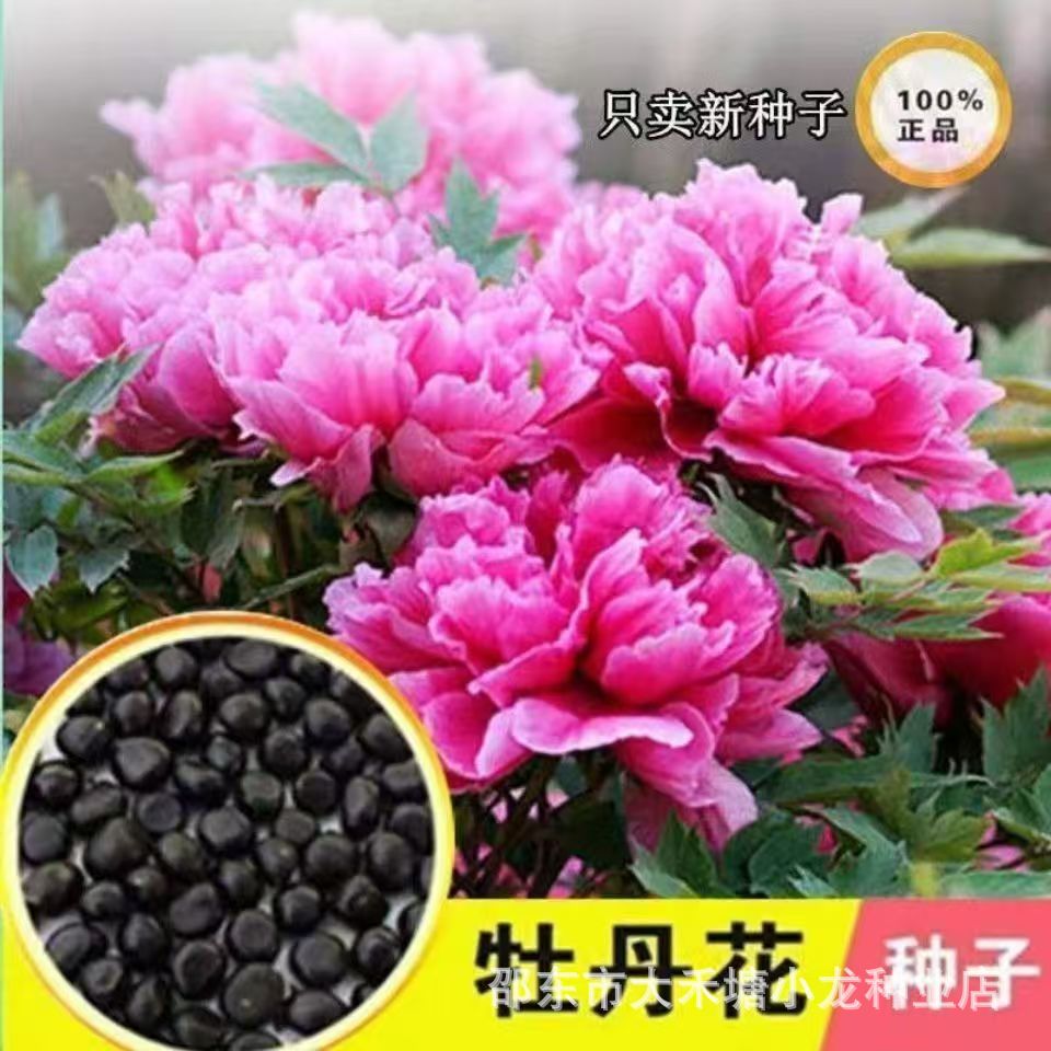 牡丹花种子洛阳牡丹花籽四季花种阳台庭院室内外种植各种花种子