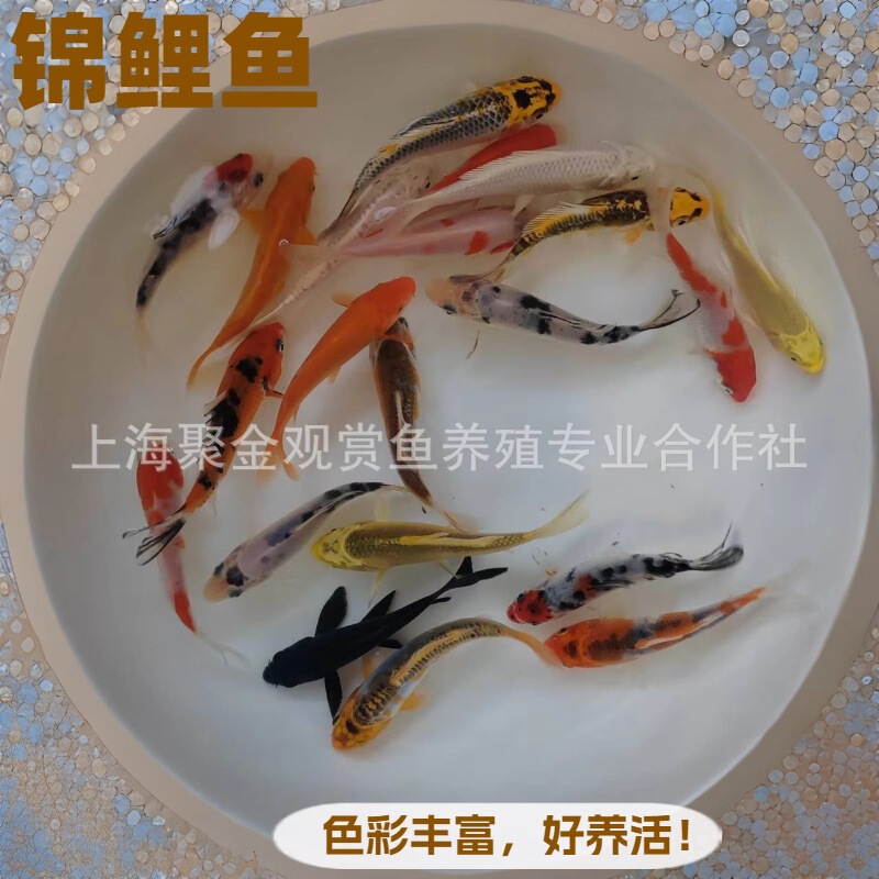 Cold Water Ornamental Live Fish Koi Red and White Three-Color Fry Koi Crucian Carp Peacock Fire Carp Freshwater Fish Long Tail Short Tail Dragon and Phoenix Cold Water Ornamental Live Fish Koi Red and White Three-Color Fry Koi Crucian Carp Peacock Fire Carp Freshwater Fish Long Tail Short Tail Dragon and Phoenix