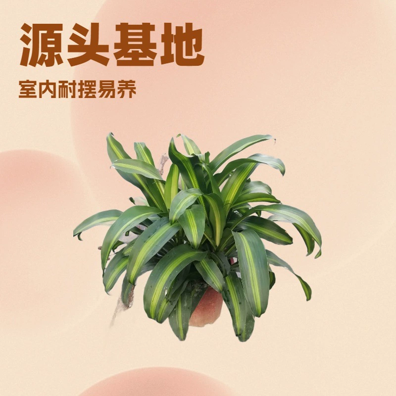 База-поставщик предлагает оптом зеленые растения для офиса и дома, выдерживающие затенение, многолистные растения «Золотое сердце», садовые цветы и растения в горшках.