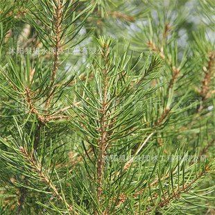 ���۰�Ƥ��ͥԺ�e���^�pֲ���ļ������е��L����G�����̴��ɘ���