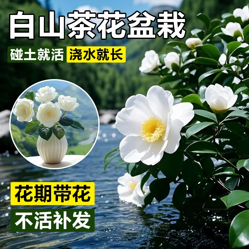 Белая камелия в горшке с бутонами. Восточные яркие цветочные саженцы круглый год. Крытые цветы. Балкон круглый год. Легко выращивать растения.