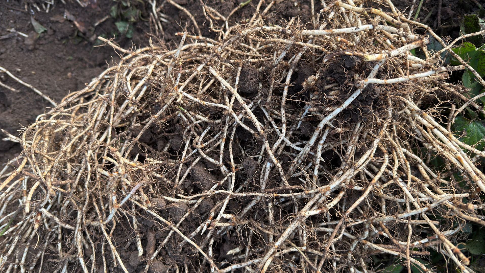 鱼腥草种植 (40).JPG