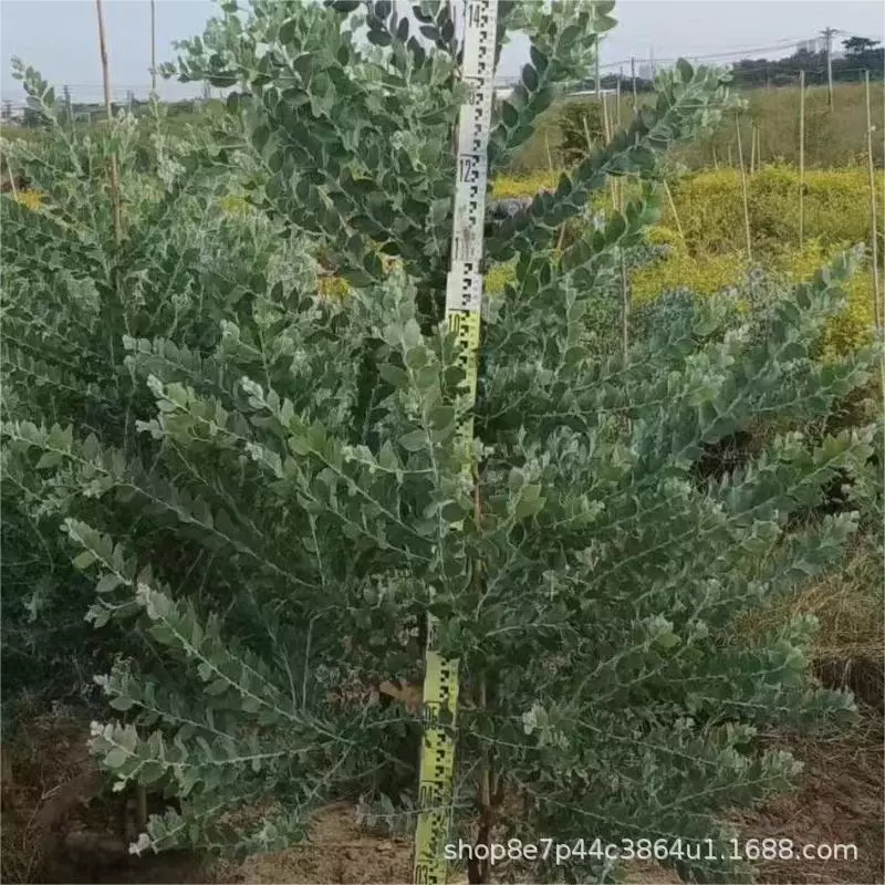 Серебряный лист акации Жемчуг акации оптом 1,2-2 метра высотой