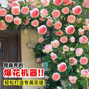 �Nޱ�����ٱ��¼���΢��������ֲ�ﻨ�������̨õ���ļ��_������