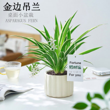 金边吊兰盆栽招财运绿植桌面懒人好养植物室内净化空气花卉办公室