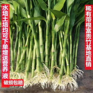 Rich Bamboo with Roots, Flower Water Culture, Living Room Hydroponic Soil Culture, Rich Bamboo, Thick Bamboo, Green Bamboo, Bamboo Purification, Easy to Maintain, Wholesale