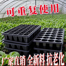 育苗穴盘育苗盘加厚PVC蔬菜多肉芽菜扦插盘辣椒秧苗盘草莓育苗盆