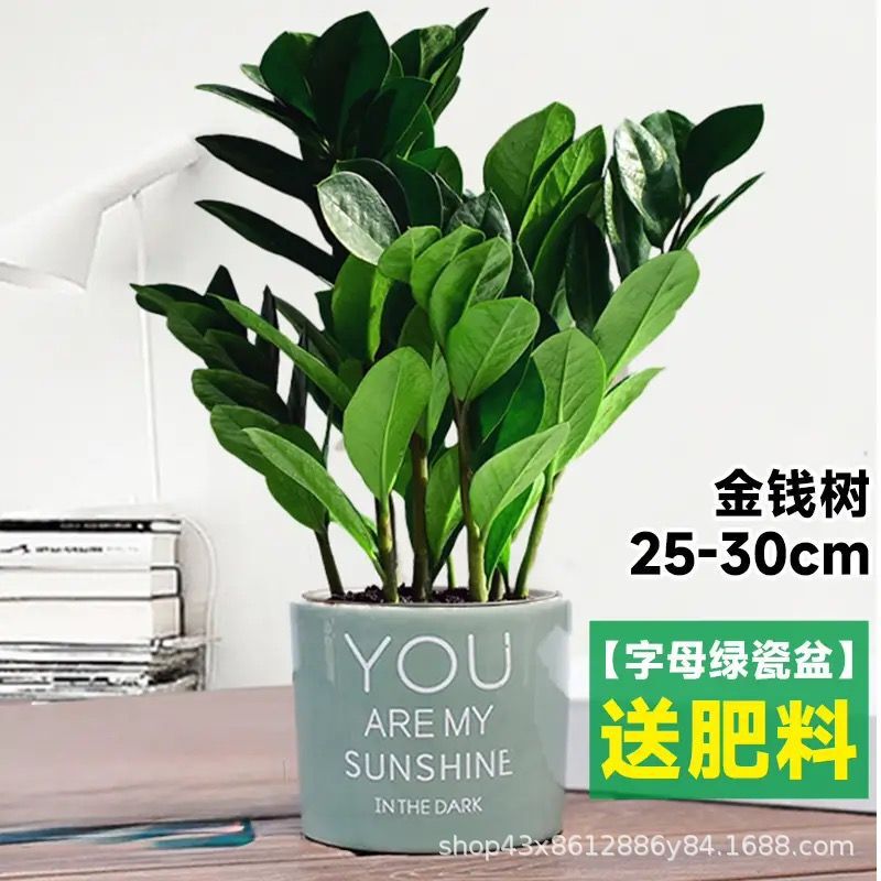 Money Tree Money String Indoor Living Room Large Green Plant Potted Bonsai Flower Office Desktop Foliage Evergreen Plant