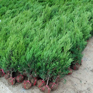 Platycladus Arborvitae Saplings, Pine and Cypress Tower Saplings, Hinoki Cypress Saplings, Pagoda Cypress Branches, Dragon Cypress Trees, Cypress Branches, Green All Year Round