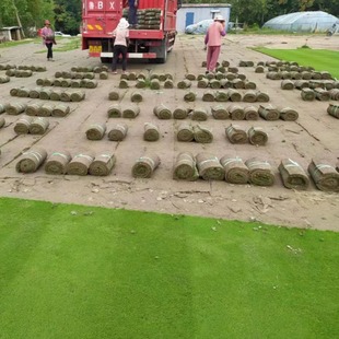 Bent 4 Bentgrass Lawn, Bentgrass Turf, Finished High-End Lawn Seedlings, Evergreen All Year Round, No Pruning Required