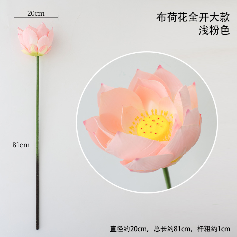 연꽃이 활짝 핀 대형 연분홍색