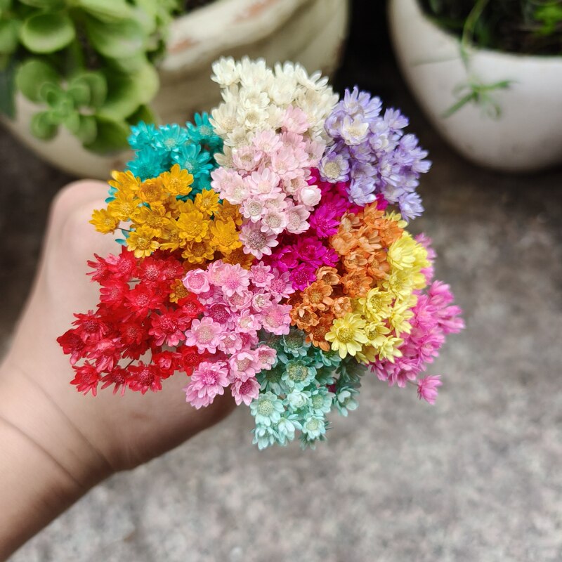 Brazilian Imported Small Star Flower Dried Flowers for Nail Art Decoration, Vase, Small Daisies, Jelly Lipstick DIY Materials, Floating Bouquet