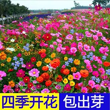 庭院花卉批发特惠重瓣太阳花百日草七彩格桑花种子四季播撒易活