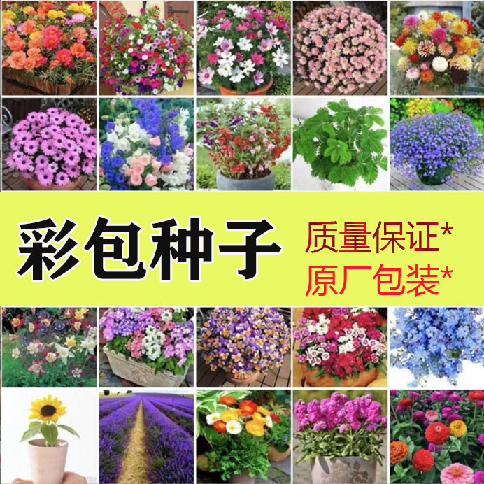 批发彩包种四季播种室内阳台盆栽花卉种子家庭花种葫芦薰衣草地摊