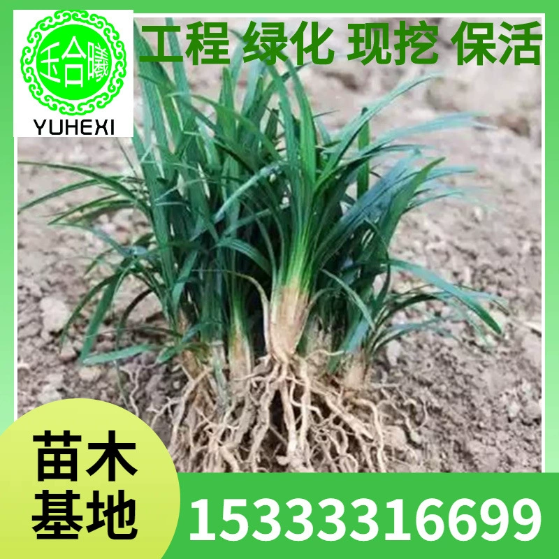 Офиопогон японский, Офиопогон японский, проект маленького дворового дома, зеленение почвы, растение Офиопогон японский, Офиопогон японский с золотистыми краями