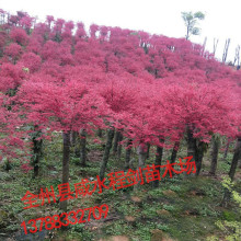 红枫树 直径5-6公分