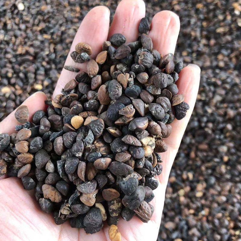 深山含笑种子又名含笑花种子 乐昌含笑种子红花含笑树种籽