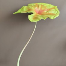 仿真植物美人芋彩叶芋五彩芋 北欧ins样板间酒店婚庆装饰摄影道具