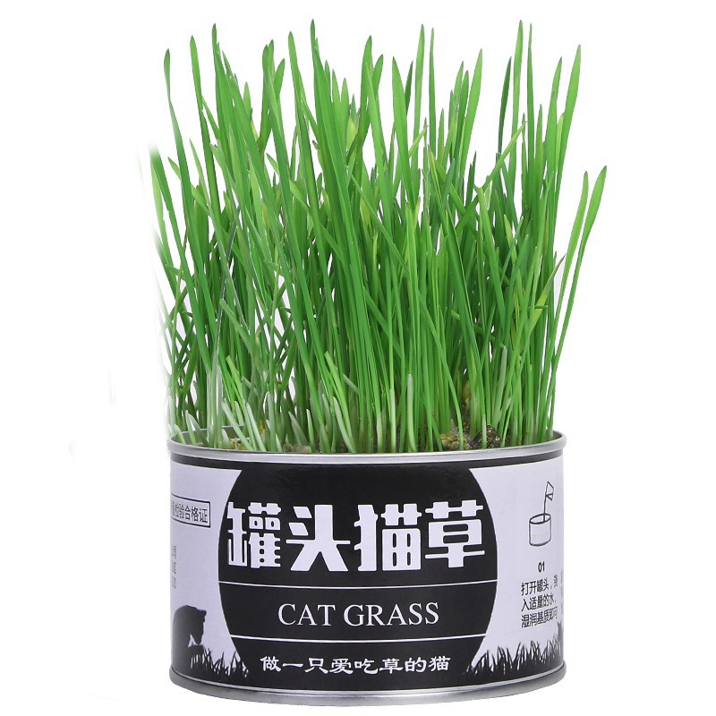 plantas de hierba de gato enlatadas en maceta perezosa hierba de gato enlatada trigo gatos jóvenes bulbos de lana de plantación de suministros para gatos