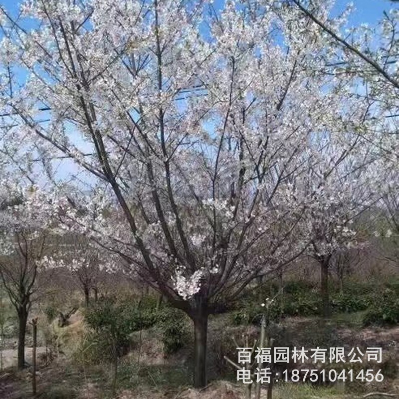 基地批发 日本早樱 苗圃优惠价格 早樱大树小苗 道路小区花灌木-阿里巴巴