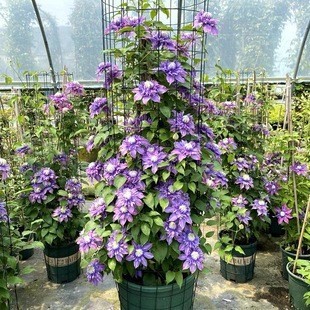 �F��ɏ�N�����Ի��ܾGֲ�F��ɏ�����ذ��̨�ļ�ͥԺ��Ԯ����ֲ��