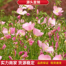 月苋草种子月见草花种子四季种庭院阳台易种植物盆栽花卉种子