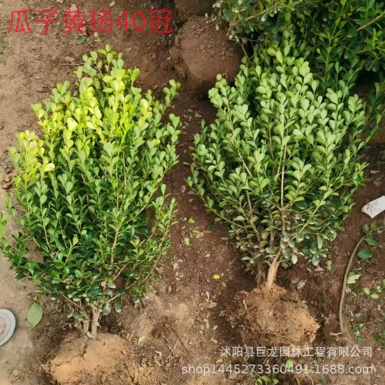 Основание для саженцев самшита, деревья самшита, вечнозеленые кустарники, самшит для тротуаров.