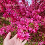 供应木本亚斯特海棠树苗园林绿化亚当斯海棠城区公路景区栽植乔木