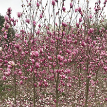 lƷm@־GͥԺtmm1-30ִ