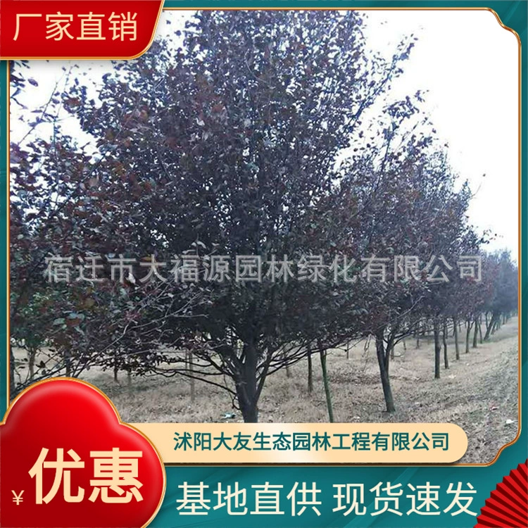 Питомник питания красный лист сливы саженцы озеленение проект завод переулок фиолетовый лист сливы деревья полные спецификации